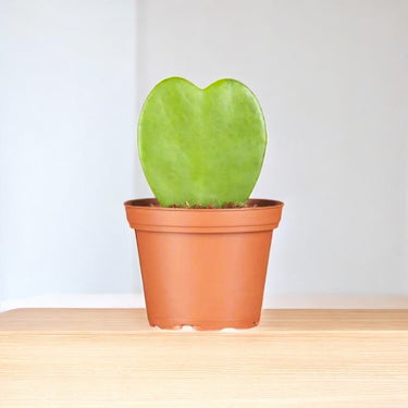 Hoya Hearts - Hoya Kerrii